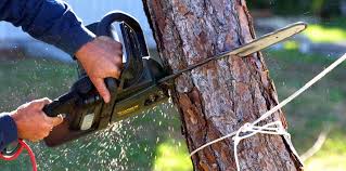 Why Choose Our Tree Removal Services in Garrison, ND?