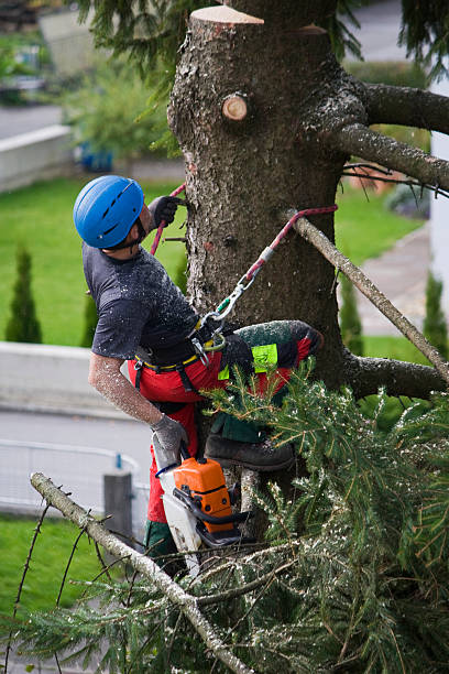 Lawn Disease Treatment