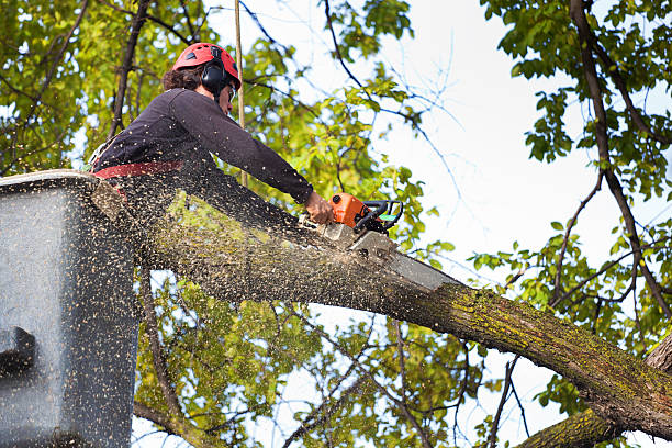  Garrison, ND Tree Services Pros